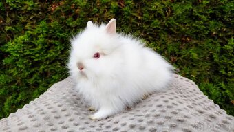 Zakrslý králík, králíček (TEDDY)- ONDŘEJ A OTA - 6