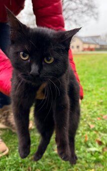 Nový domov pro koťátka - 6