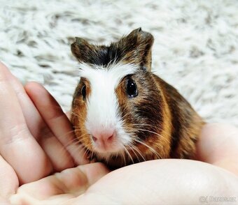 Morče, Morčata, Morčátko, Morčátka - JACOB A JAMES - 6