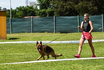 Německý ovčák štěňata - Rokycany - 6