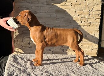 Rhodesian ridgeback - štěňátko s PP - 6