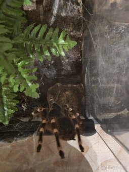 Acanthoscurria geniculata - 6