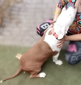 Americký stafordšírský teriér št. pejska s PP k odběru - 6