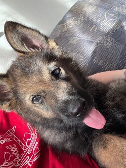 Prodej psa ( štěně ) - 6