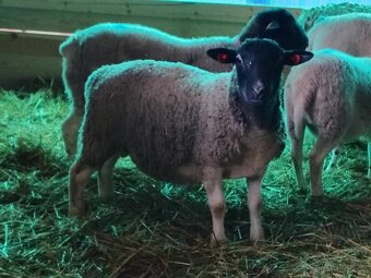 prodám berana Dorper, Suffolk - 6