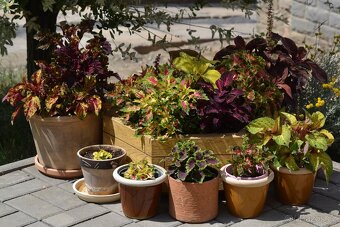 Africké kopřivy coles - 6