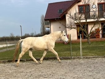Lusitano valach - 6