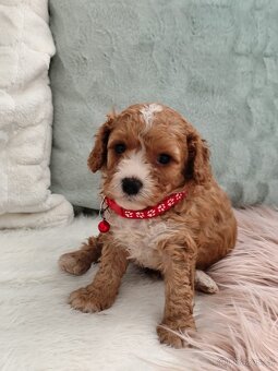 Cavapoo - 6