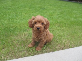 Maltipoo štěňátka - 6