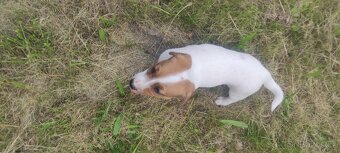 Jack Russell teriér - 6