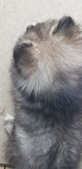 Pomeranian Špic - 6