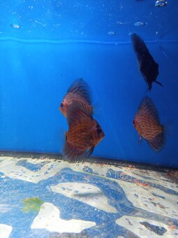 Terčovci -discus - 6