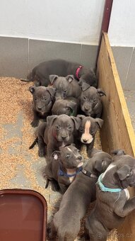 Americký stafordširský teriér - 6