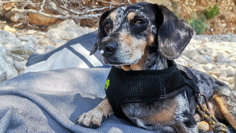 Hledám nevěstu - 6