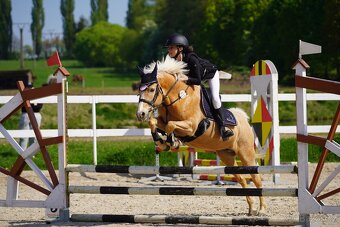 Pony do sportu 135cm - 6