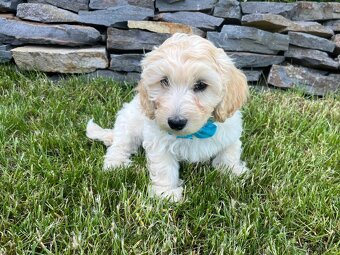 Maltipoo šteniatko, maltezák, pudel - 6