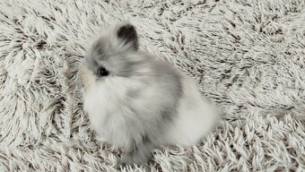 Zakrslý králík, králíček (TEDDY) - MORTY - 6