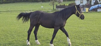 2letá kobylka Nena - Barock pinto - 6