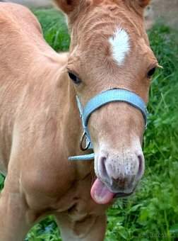 Appaloosa - 6