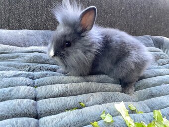 Králíček sameček 🐇🍀 - 6