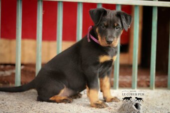 Beauceron - štěňátka k rezervaci - 6