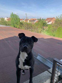 roční pejsek Apollo 🐶 Staford křížený s Pitbulem - 6