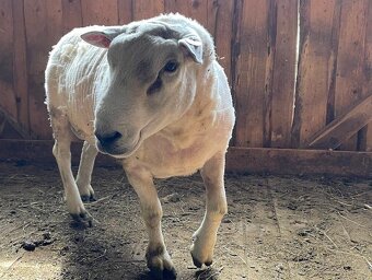 TEXEL BERAN, DOTAČNÍ, PLEMENNÝ, STÁŘÍ 3 ROKY - 6
