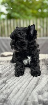 Jorkšilrský teriér, yorkshire terrier,,biewer - 6