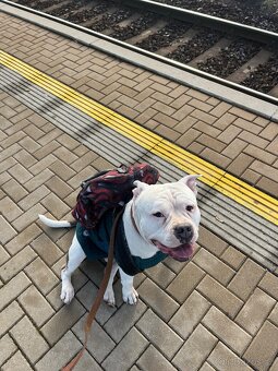 Krytí American Bully standard - 6