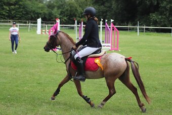 Welsh pony klisna - 6