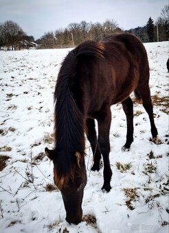 AQH smoky black klisna - 6
