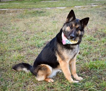 GRACIA K ADOPCI - 3,5 ROKU,KONTAKTNÍ,PŘÁTELSKÁ,HRAVÁ - 6