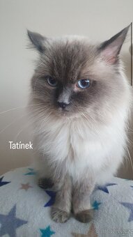 Ragdoll blue color koťátka - 6