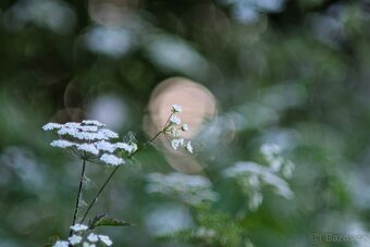 Soligor 135mm f/2.8 - (M42) - 6