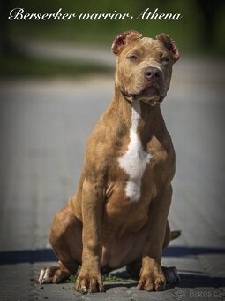 American bully XL/XXL s PP/podobné ako stafford/pitbull - 6