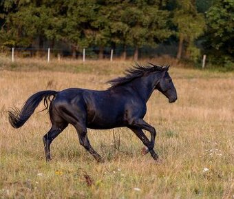 Karačajevský kůň | roční valach - 6