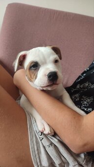 Krycí pes Stafordšírský bulteriér s PP . - 6