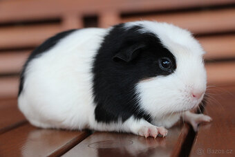 Krátkosrsté morče, morčátko, morčata s PP - 6