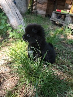 Čivava - pomeranian - 6
