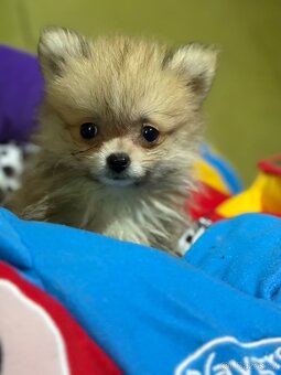 Pomeranian - 6