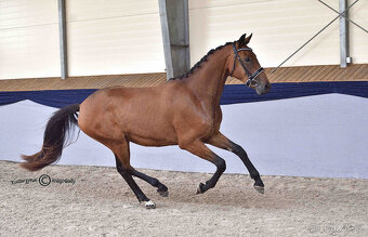 mladý valach do drezury - 6