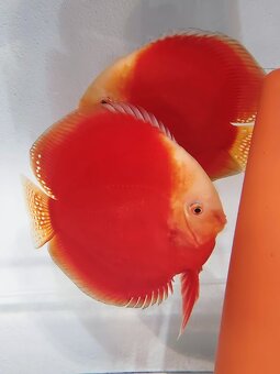 Discus - Terčovec - 6