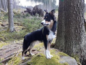 Krytí - 6