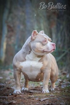 American bully pocket ABKC - 6