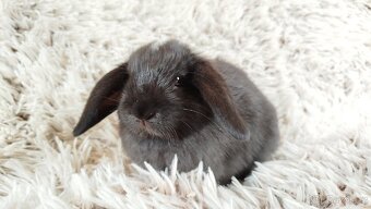 Zakrslý beránek, králíček, králík - ELLA - 6