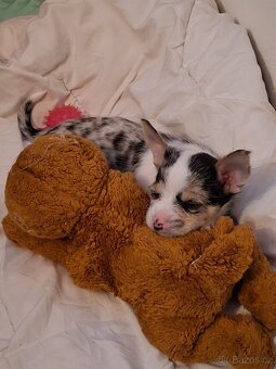 Predám steniatko - 6