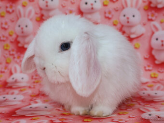 Zakrslý beránek sameček modrooký nyní k odběru. - 6