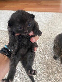 Májová koťata 🐈⬛ - 6