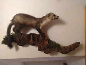 Kuna skalní,nebo lesní pěkně vypreparovaná - 6