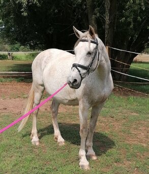 Welsh part bred, kobyla 14 let - 6